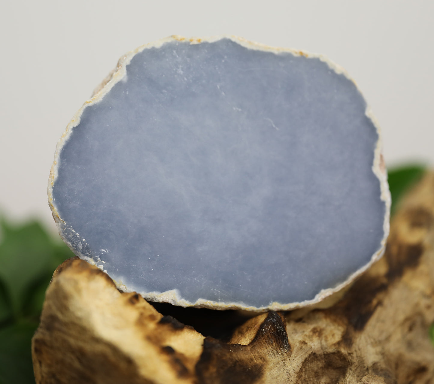 Flat face Blue Lace